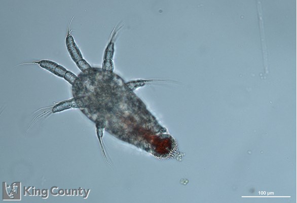 Photo of Copepoda: larval stages
